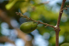 Gmelina arborea